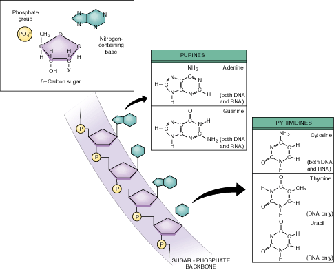 Nucleotides - the building blocks of nucleic acids
